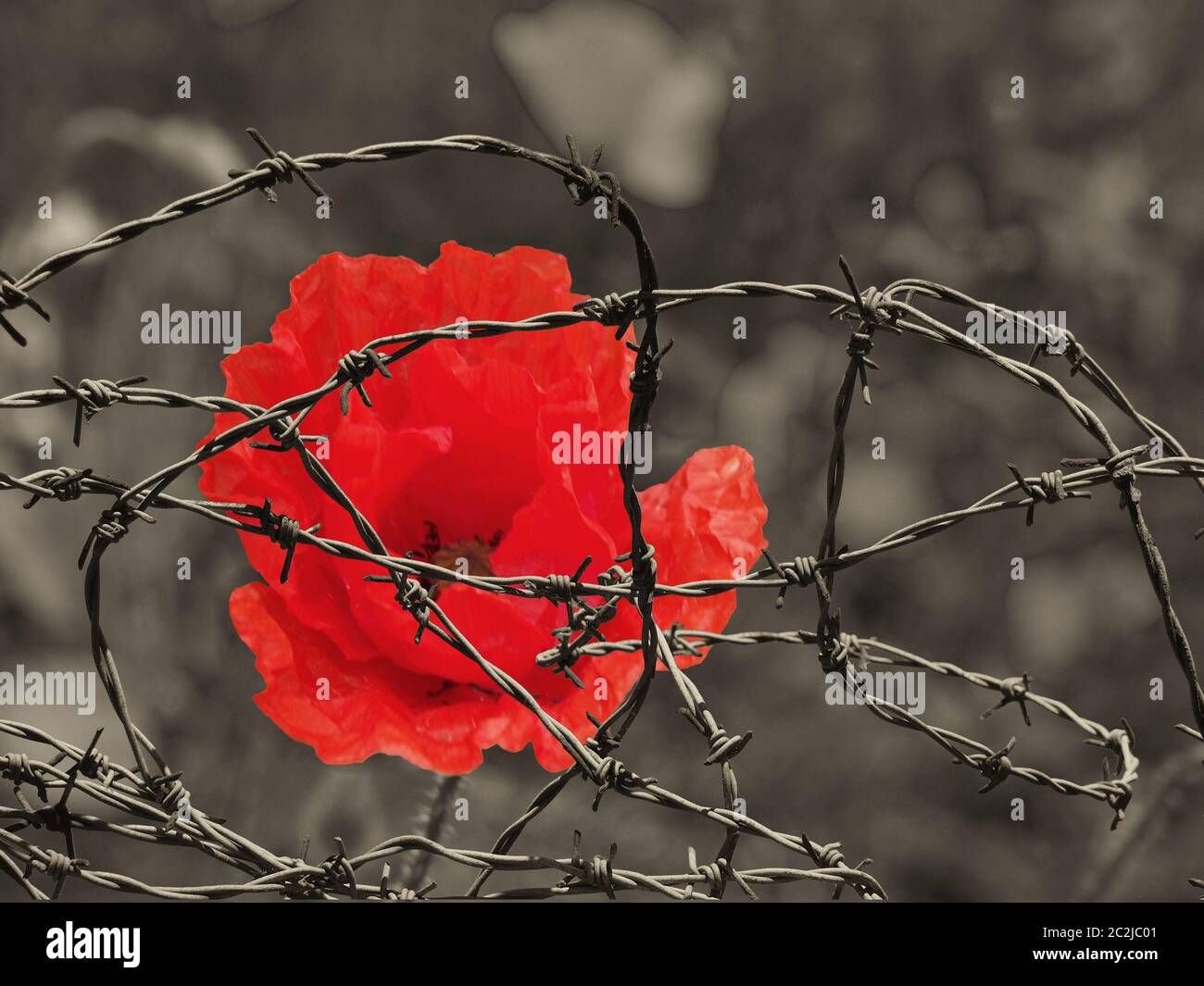 un fiore papavero rosso brillante contro un campo di seppia tonico dietro aggrovigliato filo spinato guerra ricordo giorno immagine di concetto Foto Stock