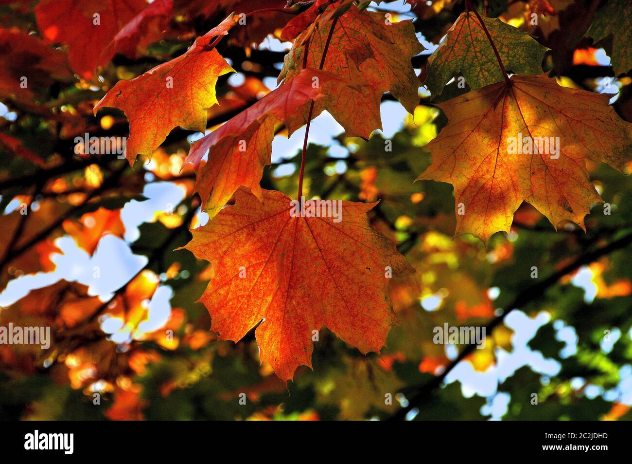 colore di autunno Foto Stock