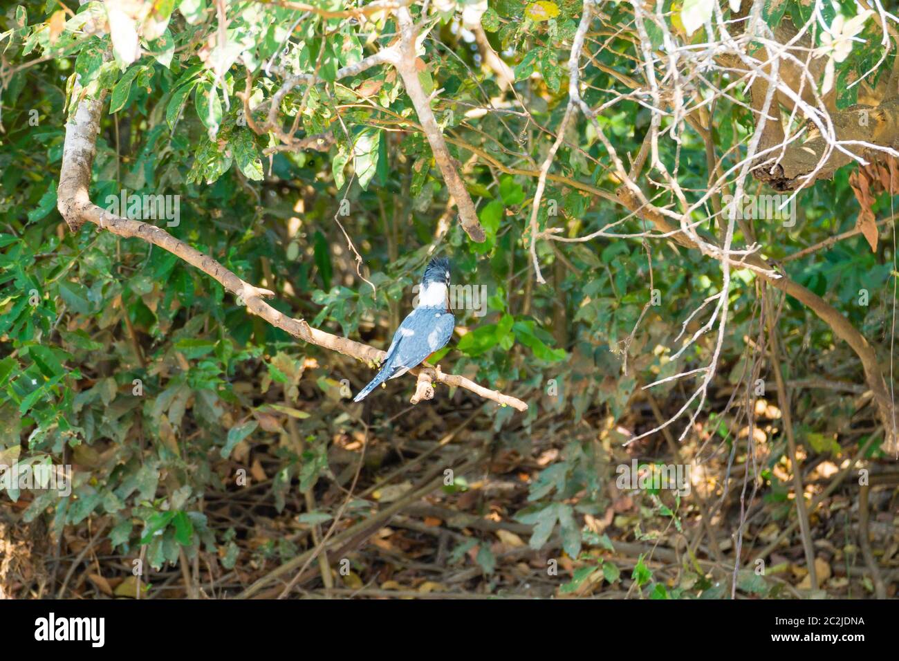 Di inanellare kingfisher sulla natura nel Pantanal, Brasile. Brasiliano della fauna selvatica Foto Stock