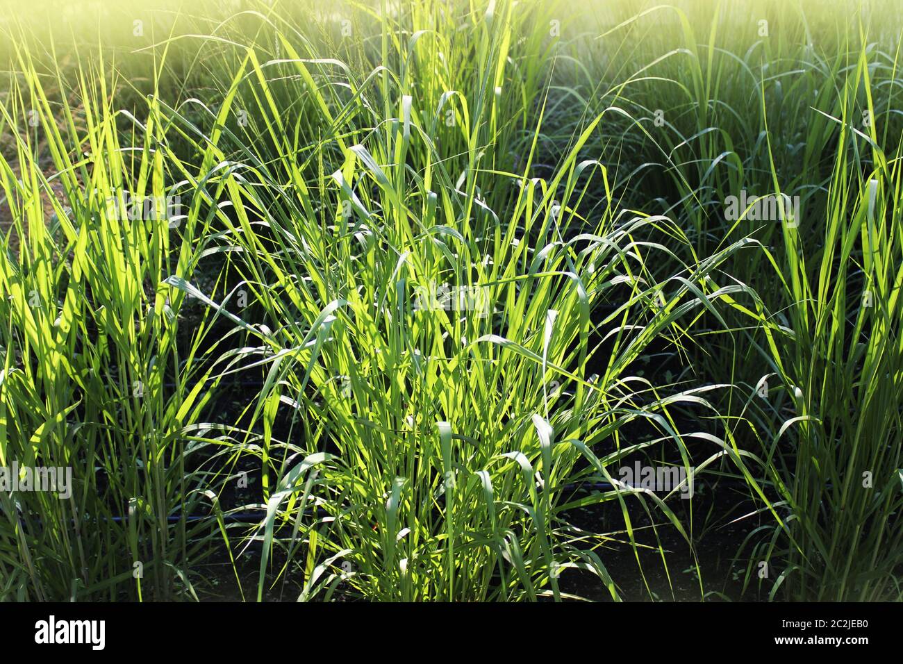 Panicum virgatum, comunemente noto come switchgrass, è un bunchgrass di stagione calda perenne nativo. Famiglia Poaceae Foto Stock