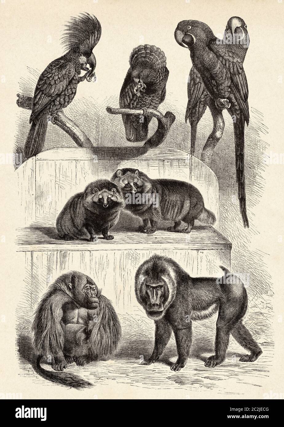 Cockatoo di palma, Proboscariger aterrimus. Pappagallo rosso-fan, Deroptyus accipitrinus. Giacinto Macaw, Anodorhynchus hyacinthinus. Raccoon cane, Nyctereutes procionoides. Gelada Baboon, Theropithecus gelada. Mandrillo, spinello Mandrill. Illustrazione incisa del 19 ° secolo, El Mundo Ilustrado 1880 Foto Stock