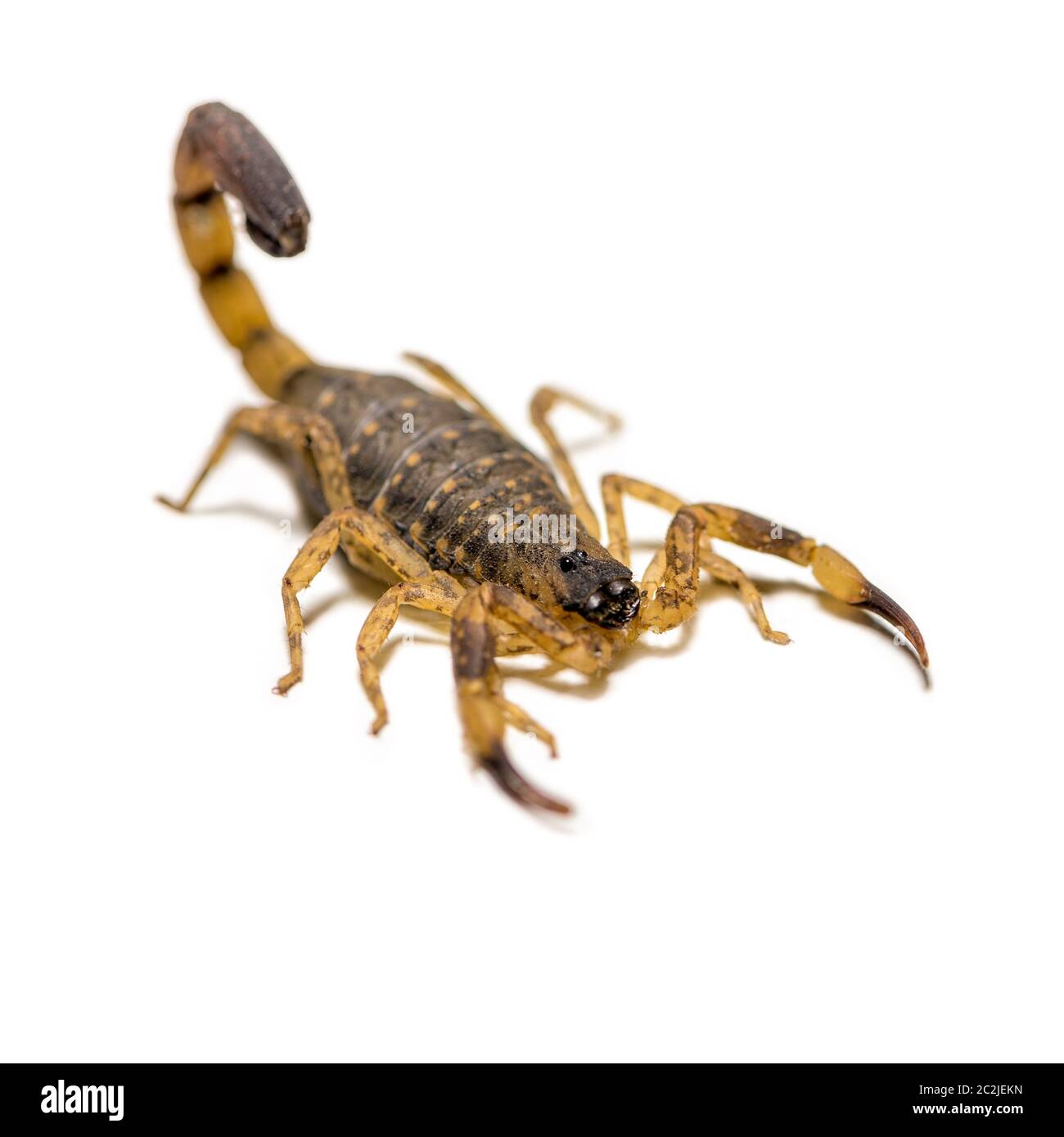 Close up macro in giallo o marrone Scorpion davanti su sfondo bianco, piccolo animale è velenoso rettile nella coda di Sting a caccia di prede o self-pro Foto Stock