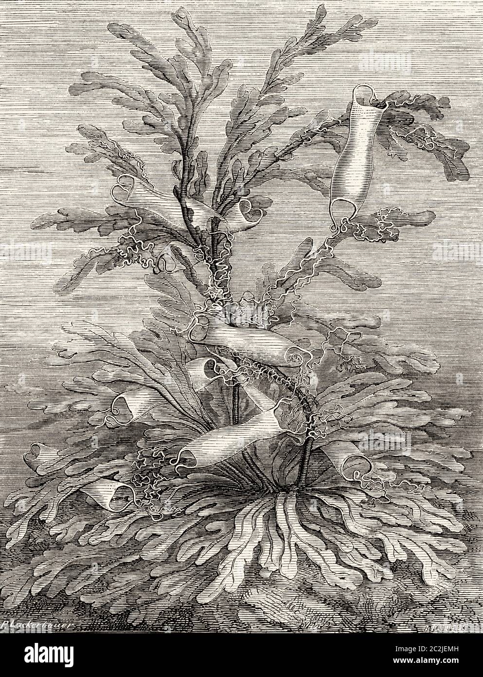 Uovo di squalo di gatto. L'alitano (Sciliorhinus stellaris) è una specie di elastobranca carriniforme della famiglia degli Sciliorhinidi, comune della costa europea e dell'Africa settentrionale. Illustrazione incisa del 19 ° secolo, El Mundo Ilustrado 1880 Foto Stock