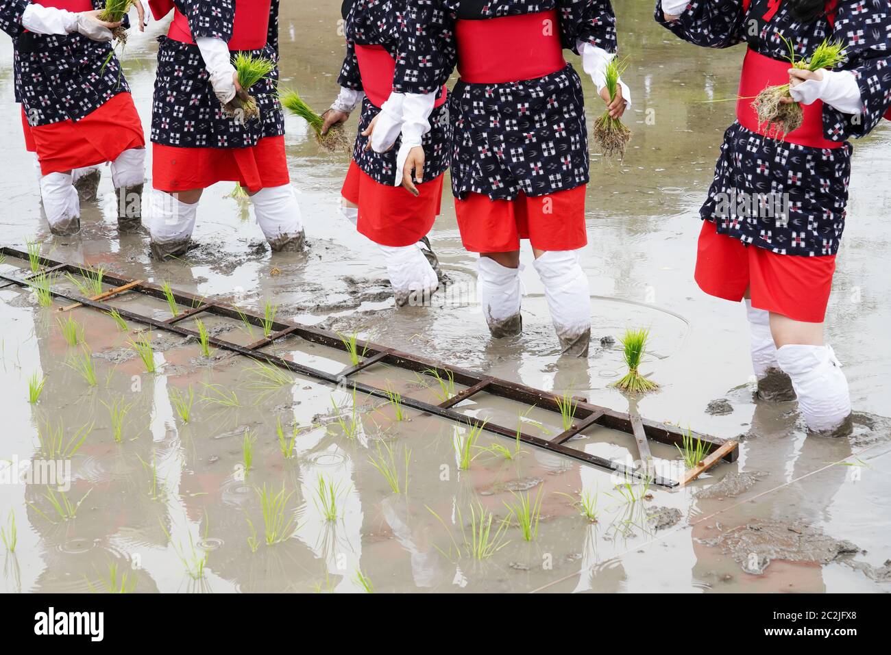 Il giapponese le giovani ragazze piantagione del risone terreni agricoli. Il festival di santa a pregare per il buon raccolto Foto Stock