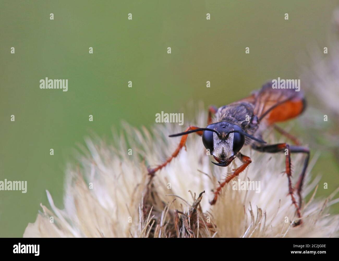 Macro locuste di sabbia wasp Sphex funerarius Foto Stock