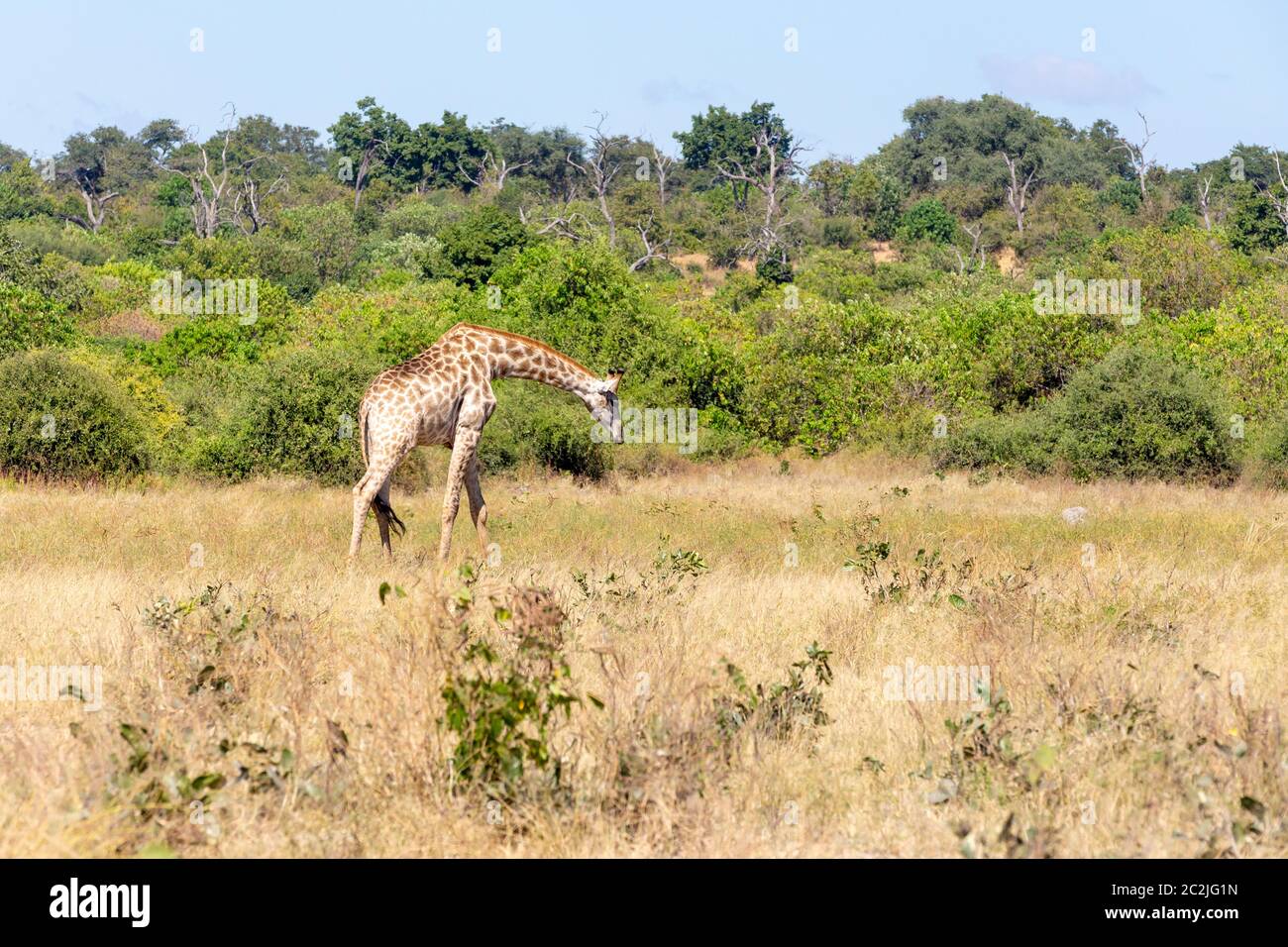 Splendida South African giraffe preparazione di mangimi provenienti da massa, Chobe National Park, Safari Botswana - LA FAUNA Foto Stock