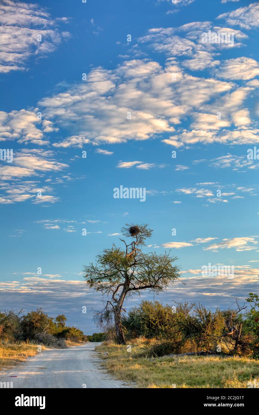 Tipico paesaggio della Moremi Game Reserve con road ans acacia, Okavango Delta, Botswana, Africa deserto Foto Stock