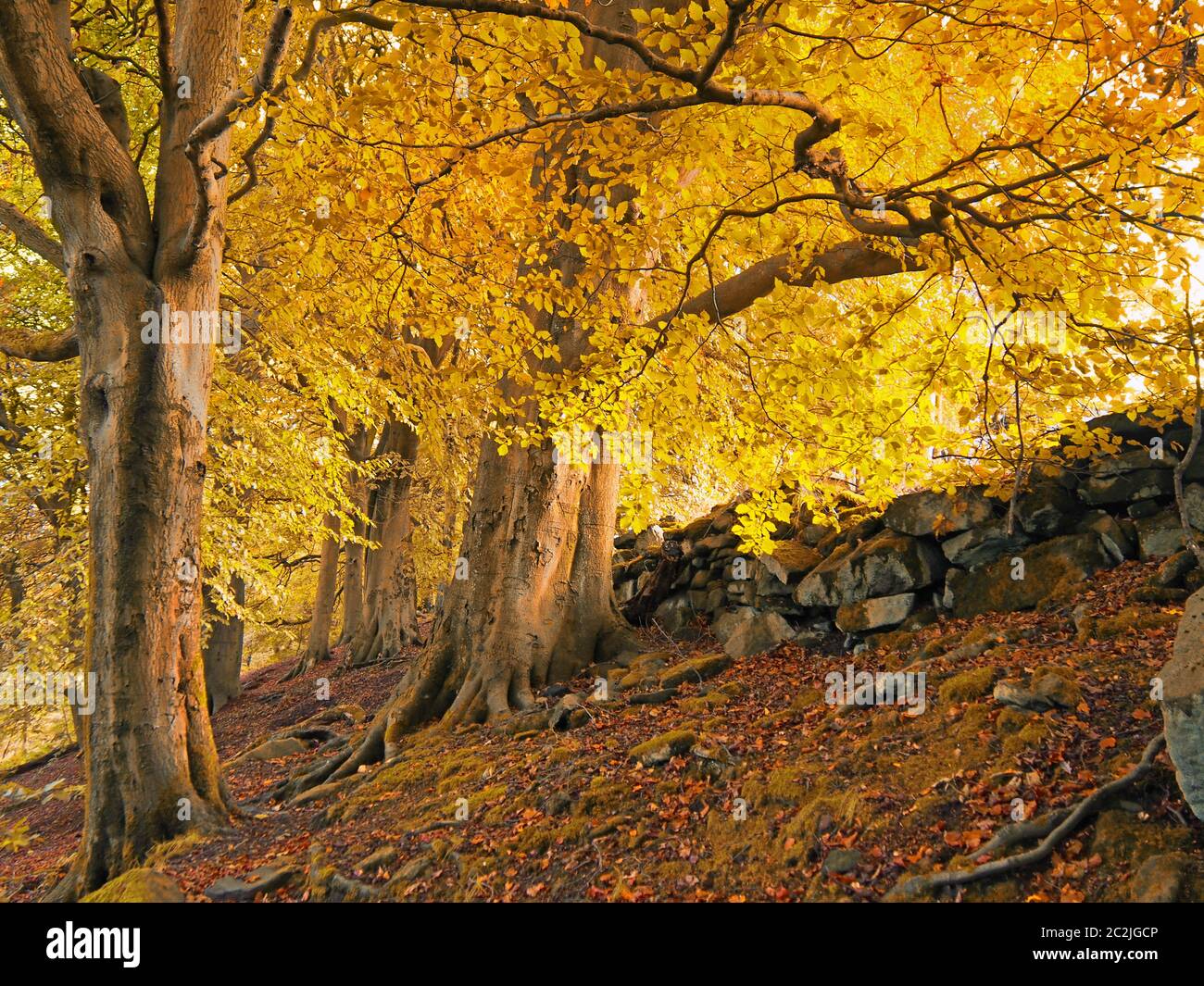 alti alberi di foresta su una collina con luce del sole che splende attraverso le foglie d'autunno color arancio dorato Foto Stock