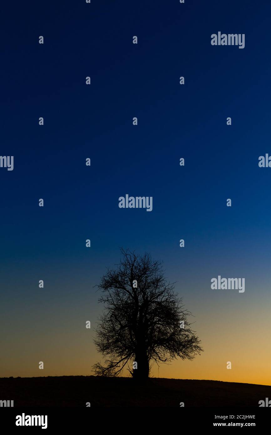albero unico in piedi contro cielo notturno Foto Stock