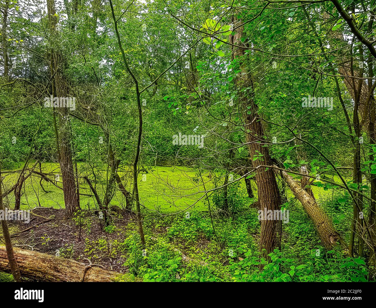 Parte selvaggia del Parco Naturale Patis (Parc Naturel du Patis) a Meaux, Francia Foto Stock