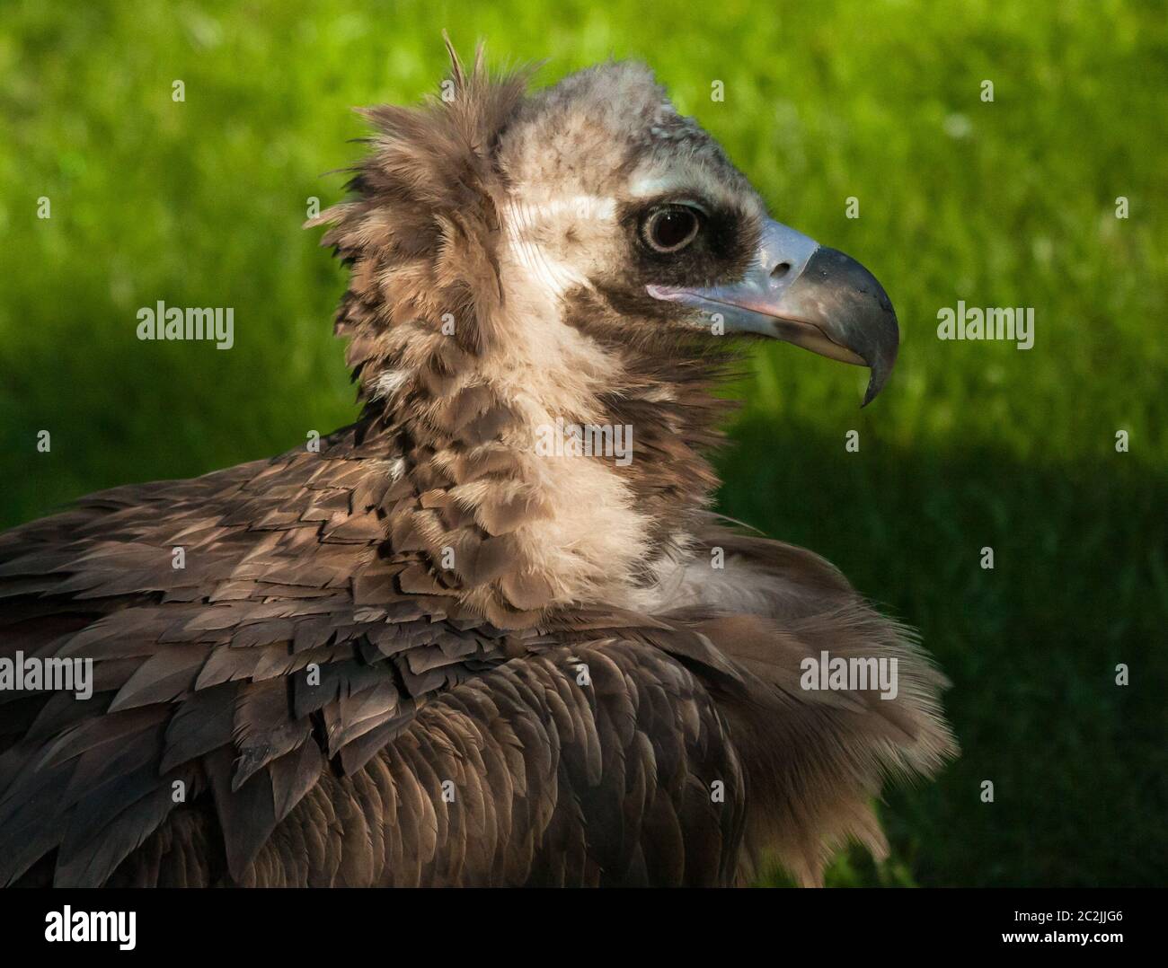 Cinereous Vulture (Aegypius monachus) Foto Stock