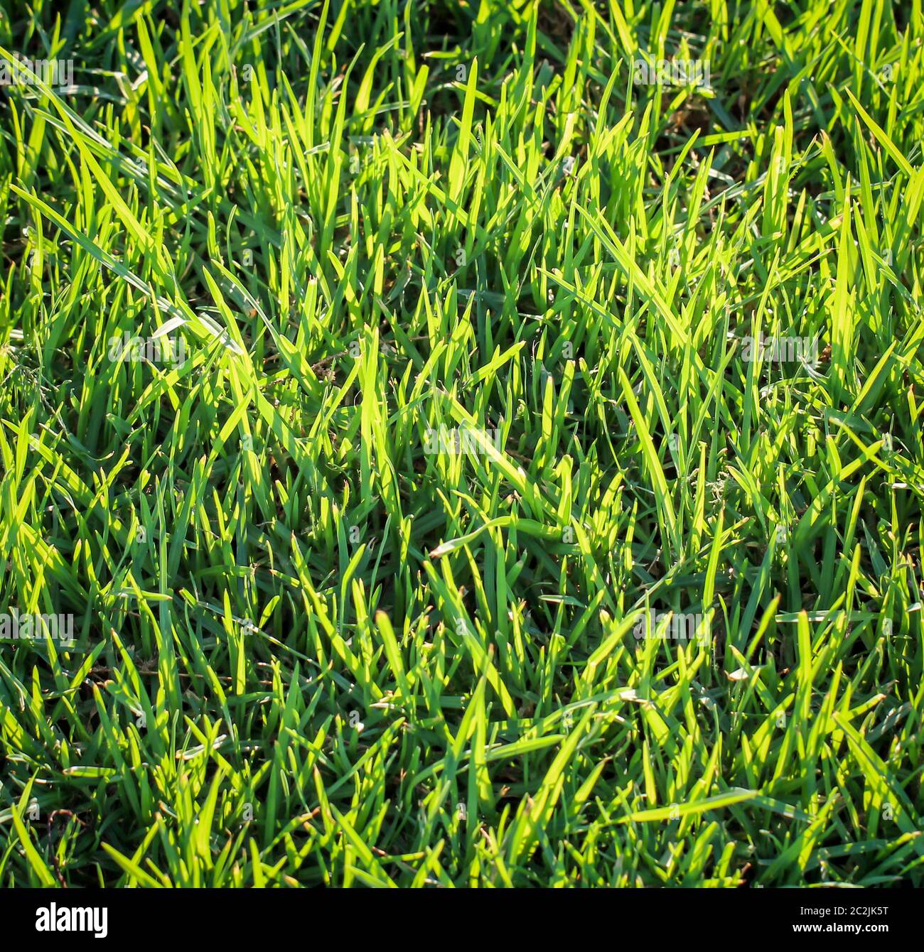 Erba, consistenza d'erba, erbe alla luce del sole Foto Stock