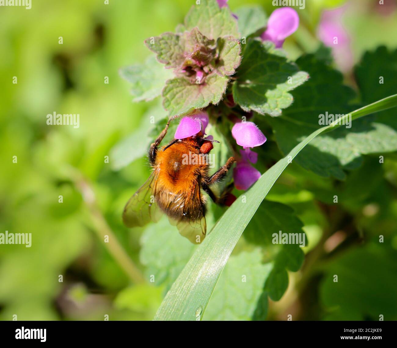 un bumblebee su un fiore Foto Stock
