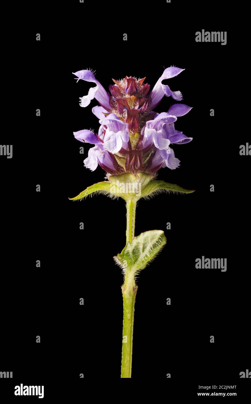 Prunella vulgaris cuore-della-terra Foto Stock