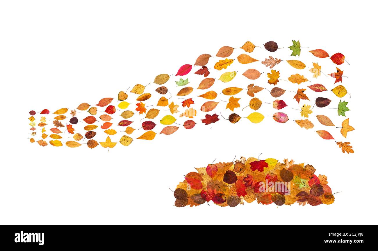 Collage da molti naturale di foglie di autunno - streaming da caduta foglie e palo di foglie secche isolato su sfondo bianco Foto Stock
