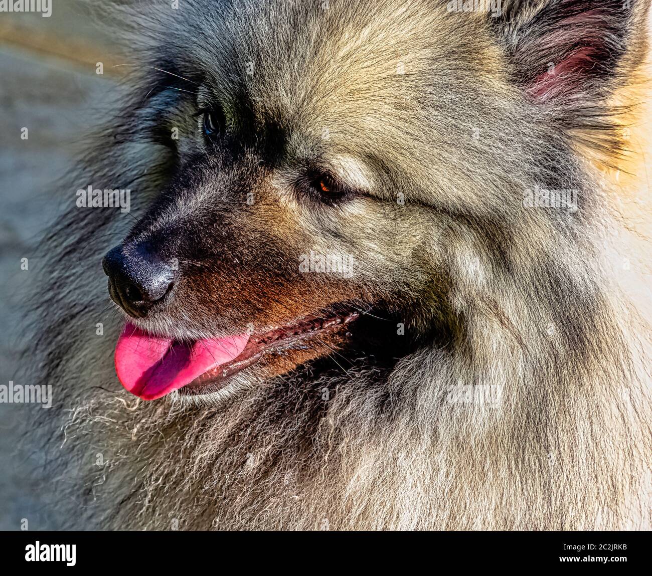 Keeshond è un cane di medie dimensioni con un morbido cappotto a due strati di argento e pelliccia nera con una ruff e una coda arricciata Foto Stock