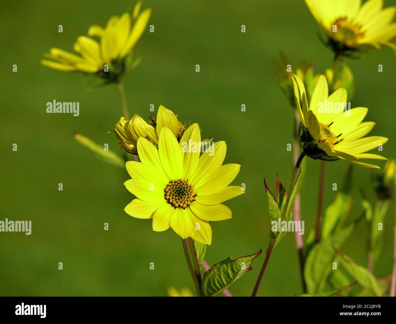 Fiori Foto Stock