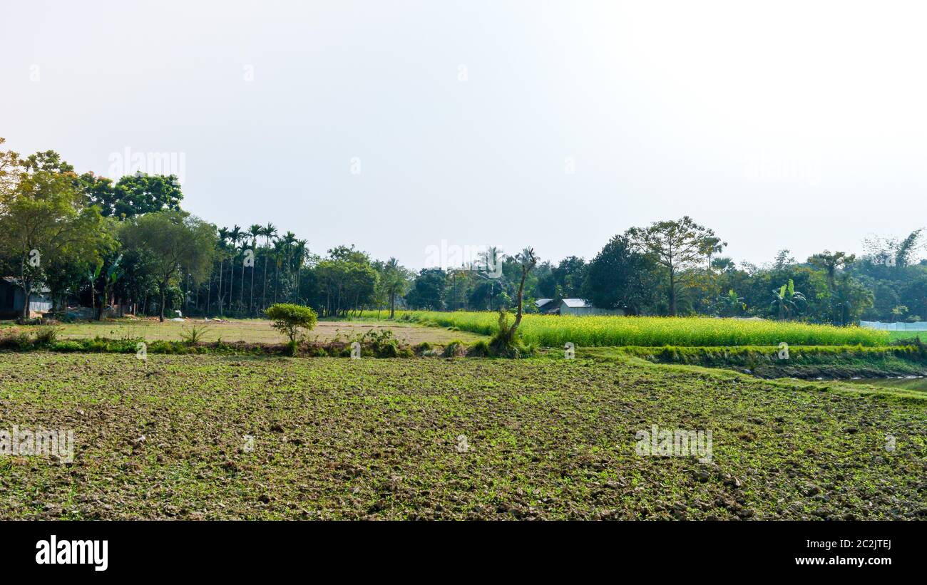 Verde campo agricolo dopo il raccolto. Campo di riso dopo la raccolta alla stagione primaverile. Un suggestivo paesaggio naturale paesaggio con l'agricoltura impresa di Bard Foto Stock
