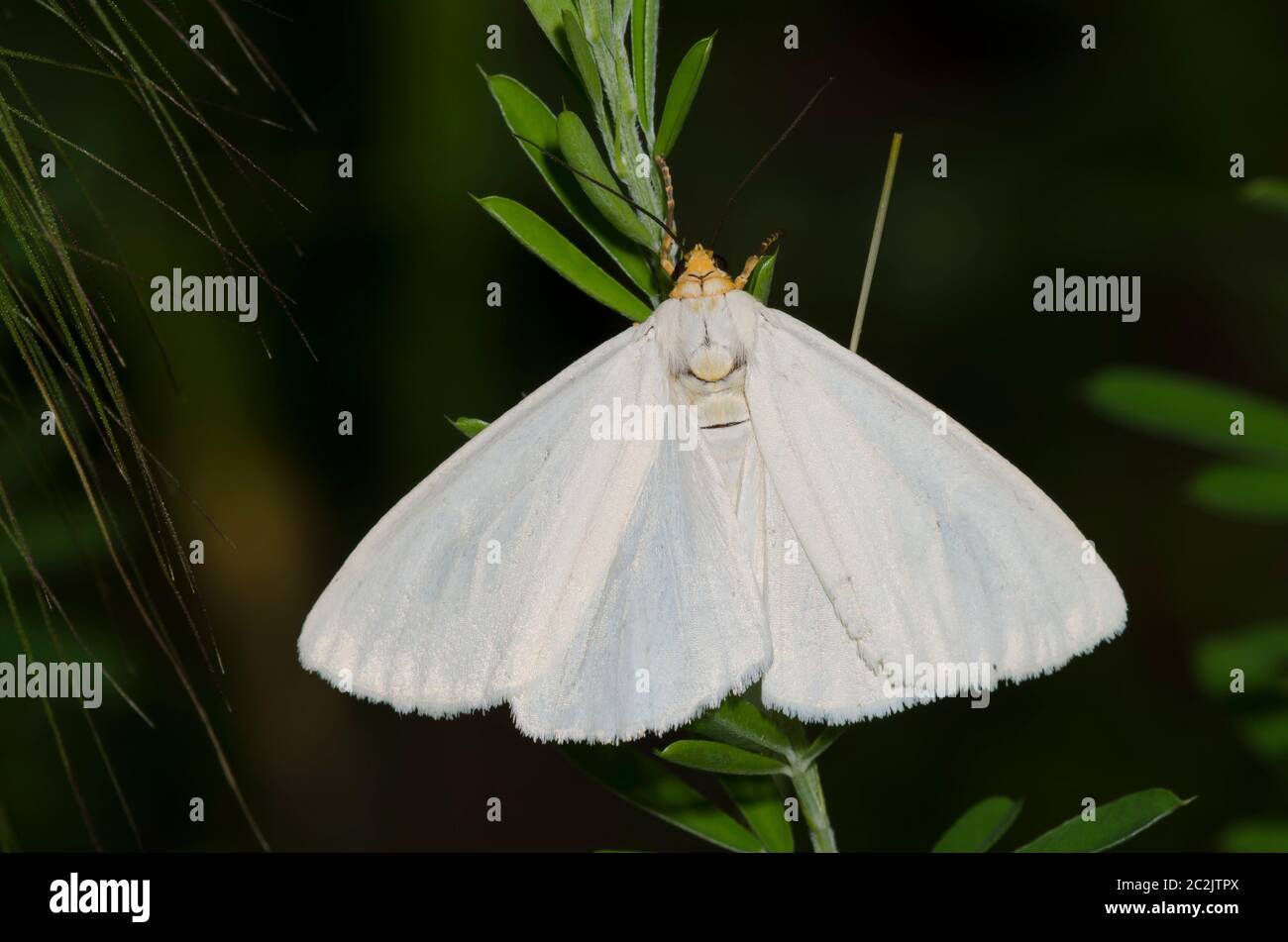 Tiger Moth, Haploa sp. Foto Stock
