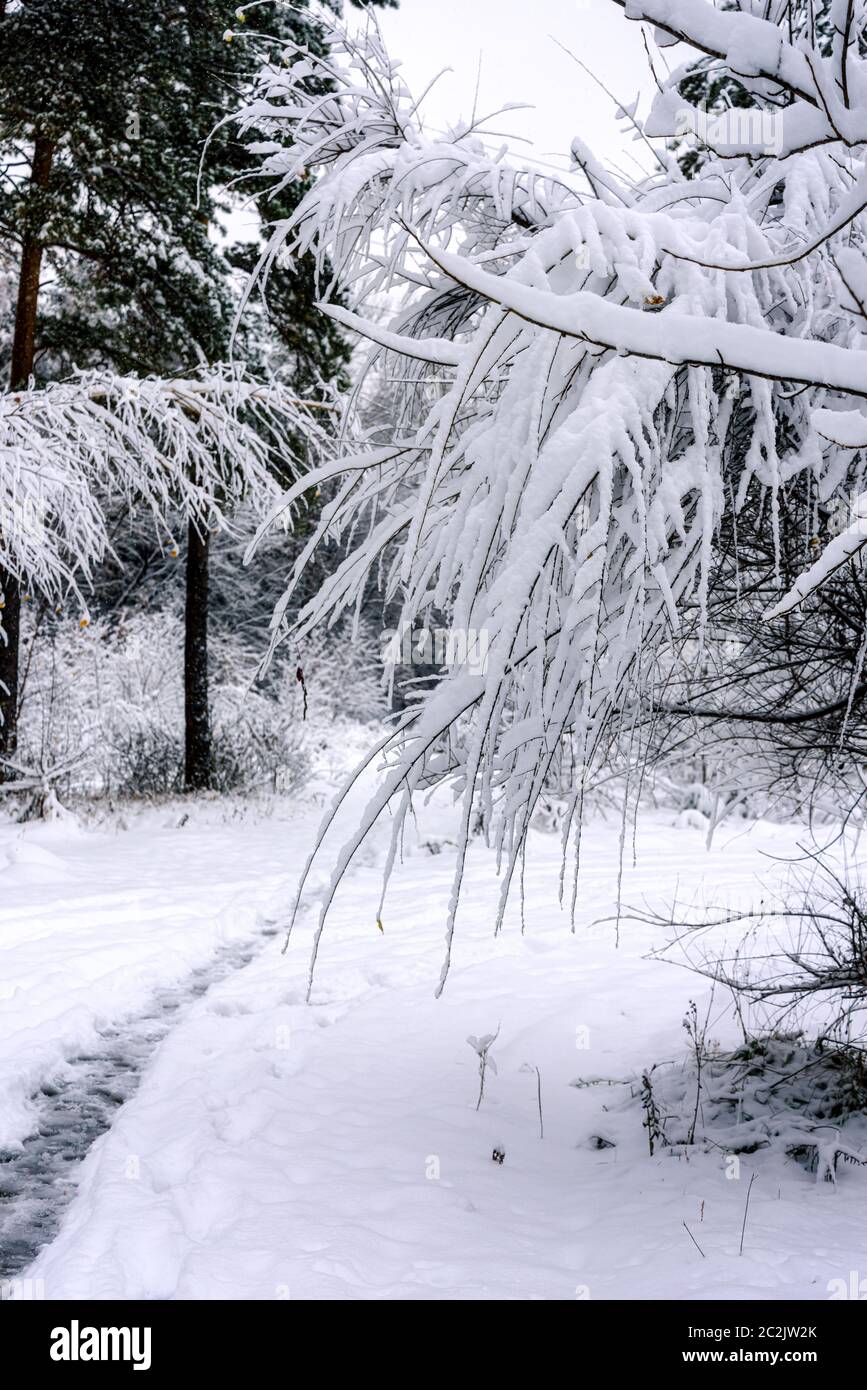 Alberi nel parco invernale, piegati sotto il peso di rami di neve Foto Stock