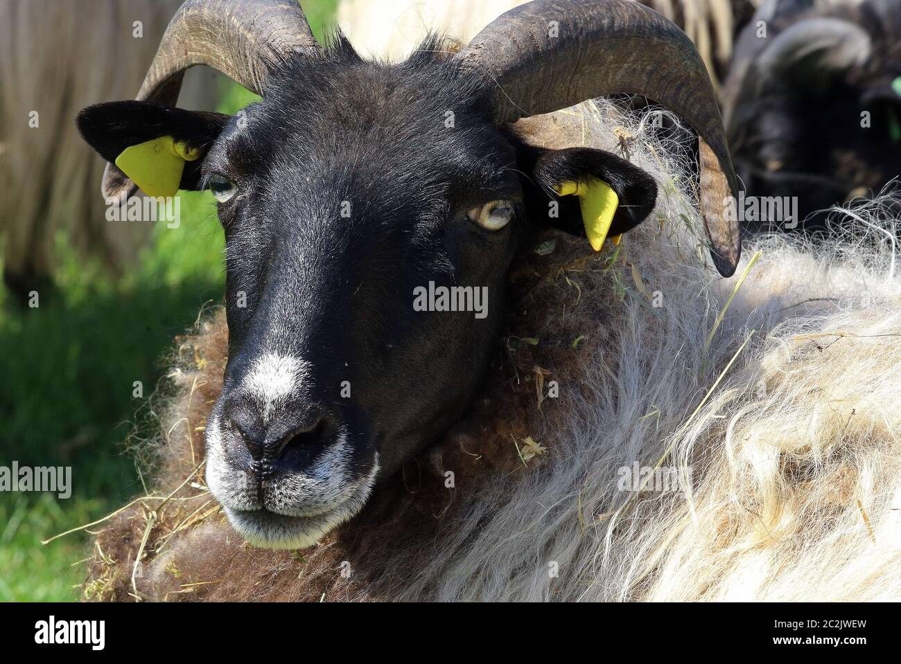 heidschnucke cornato grigio Foto Stock
