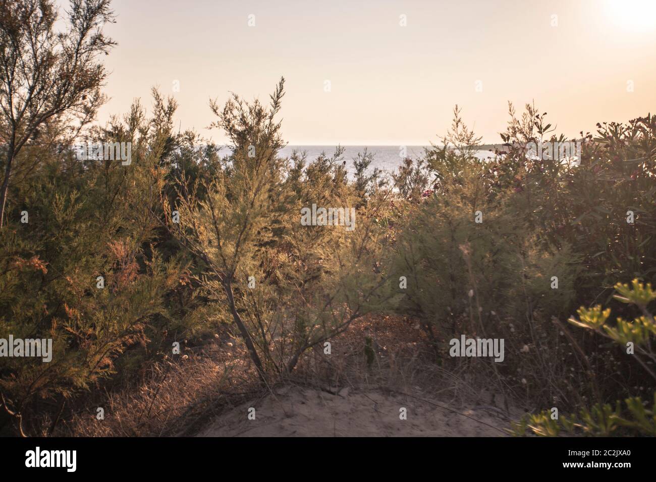 Vegetazione sulla spiaggia di Modica (Sicilia) Foto Stock