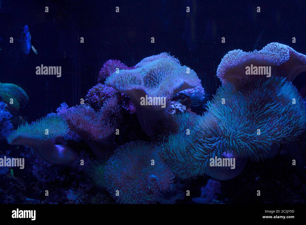 Piccole trefoli di corallo che si muovono avanti e indietro con il flusso dell'acqua sotto il mare Foto Stock