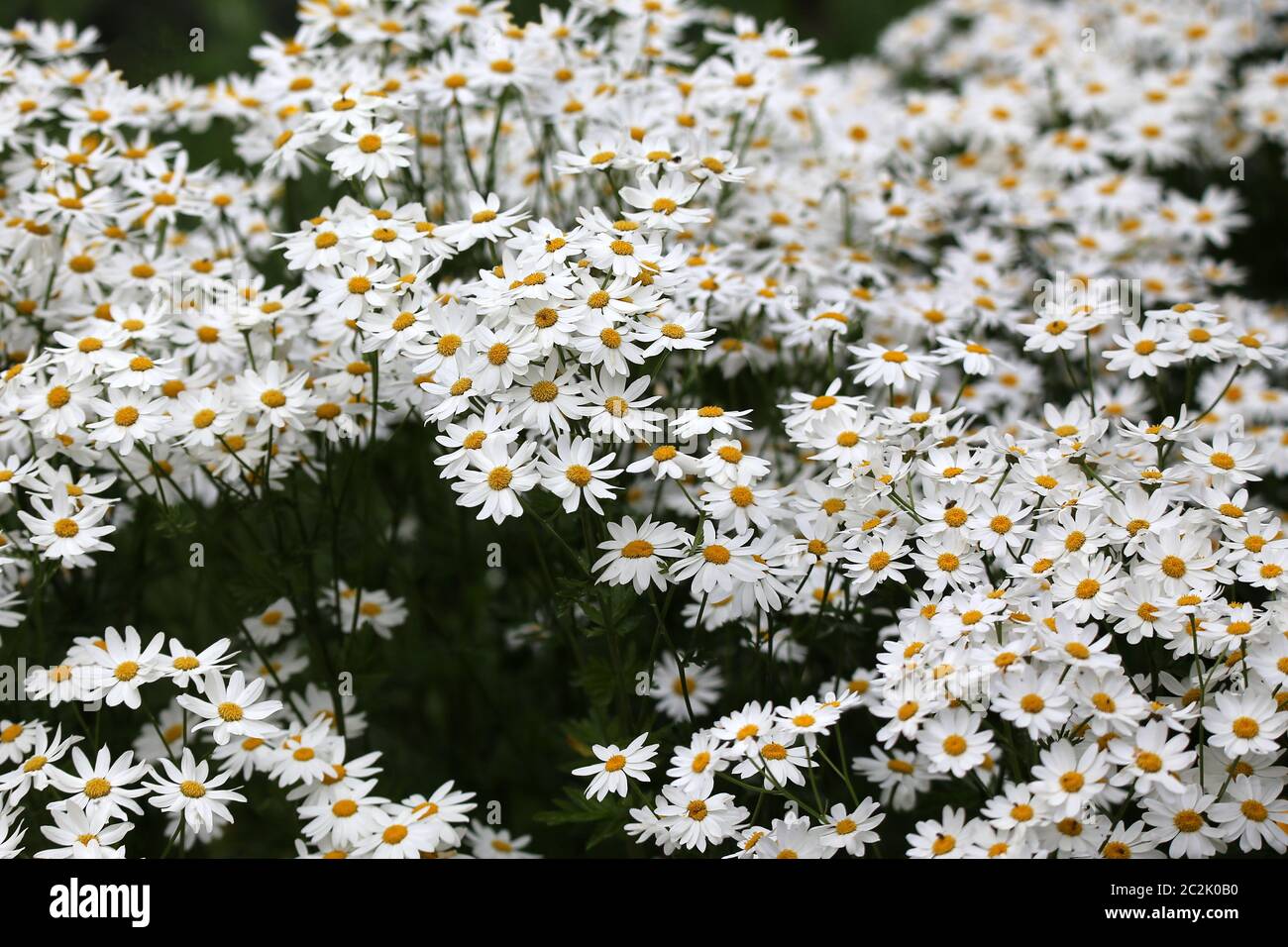 Doldige usury fiore Tanacetum corymbosum Foto Stock