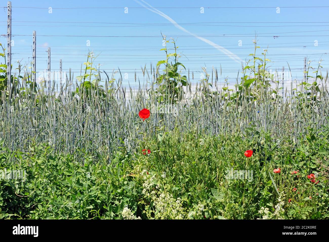 Ruderalfora nel vigneto Kaiserstuehler vicino Bickensohl Foto Stock