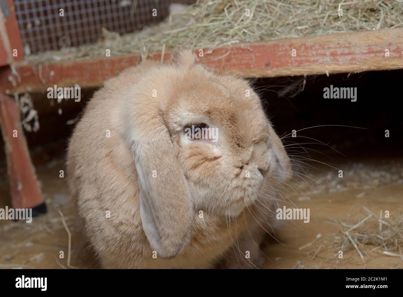 Il coniglio di lop nano olandese marrone chiaro gira testa a loop alla telecamera dopo aver saltato giù da un hutch di legno rosso pieno di fieno. Il flash mostra gli whisker. Foto Stock