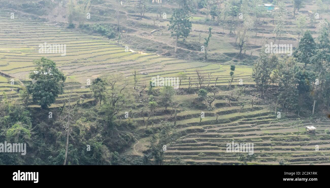 Coltivazioni a terrazza nelle pianure di Uttaranchal India Asia. Terrazza agricoltura avviene nelle pianure di Uttar Pradesh, Punjab, Meghalaya, Haryana, Himachal Foto Stock