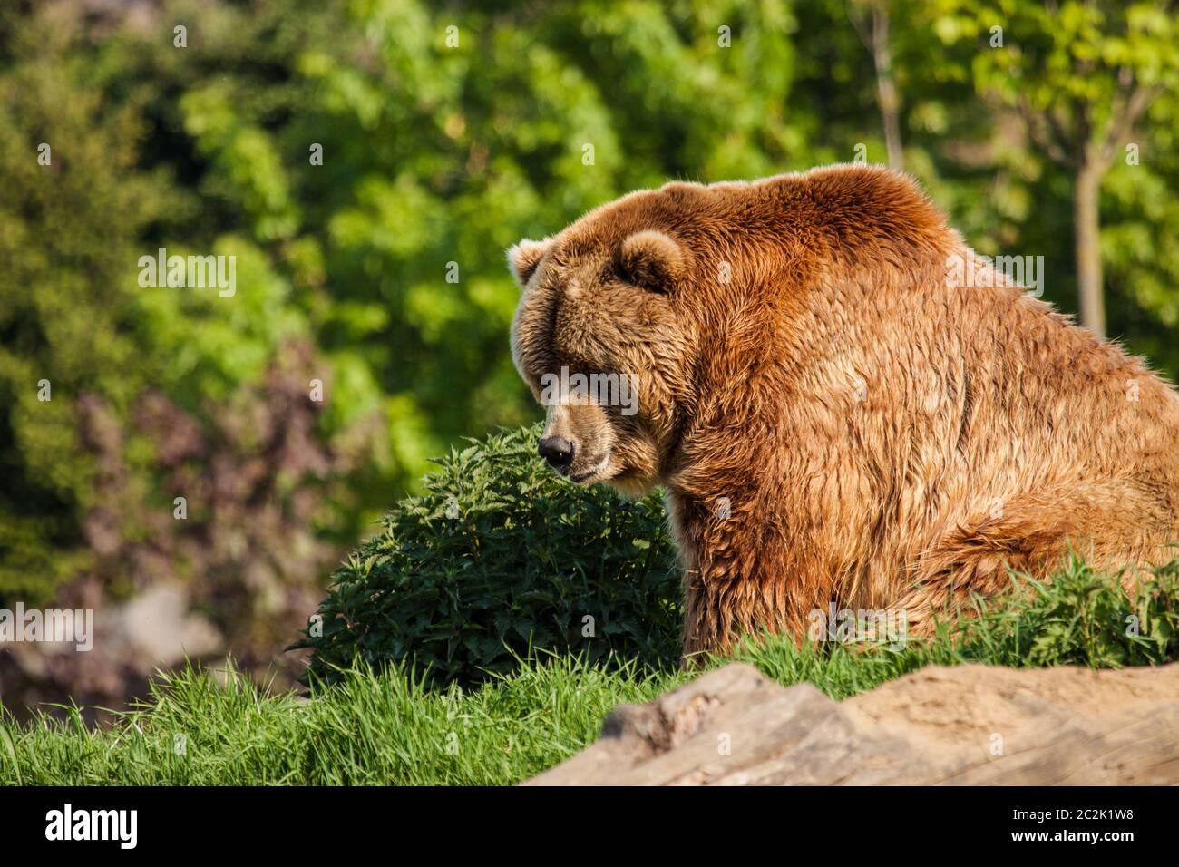 Orso bruno Kamchatka (Ursus arctos beringianus) Foto Stock