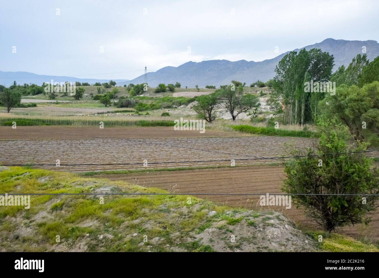 Campo con coltivazioni di cocomeri al di sotto del film. Campo di zucche Foto Stock