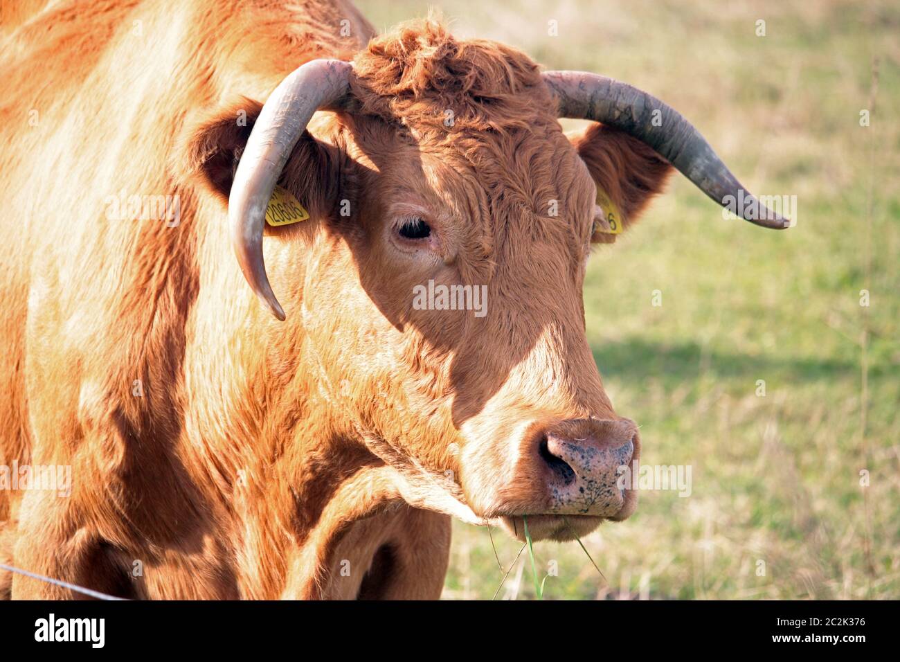 Mucca con i corni Foto Stock