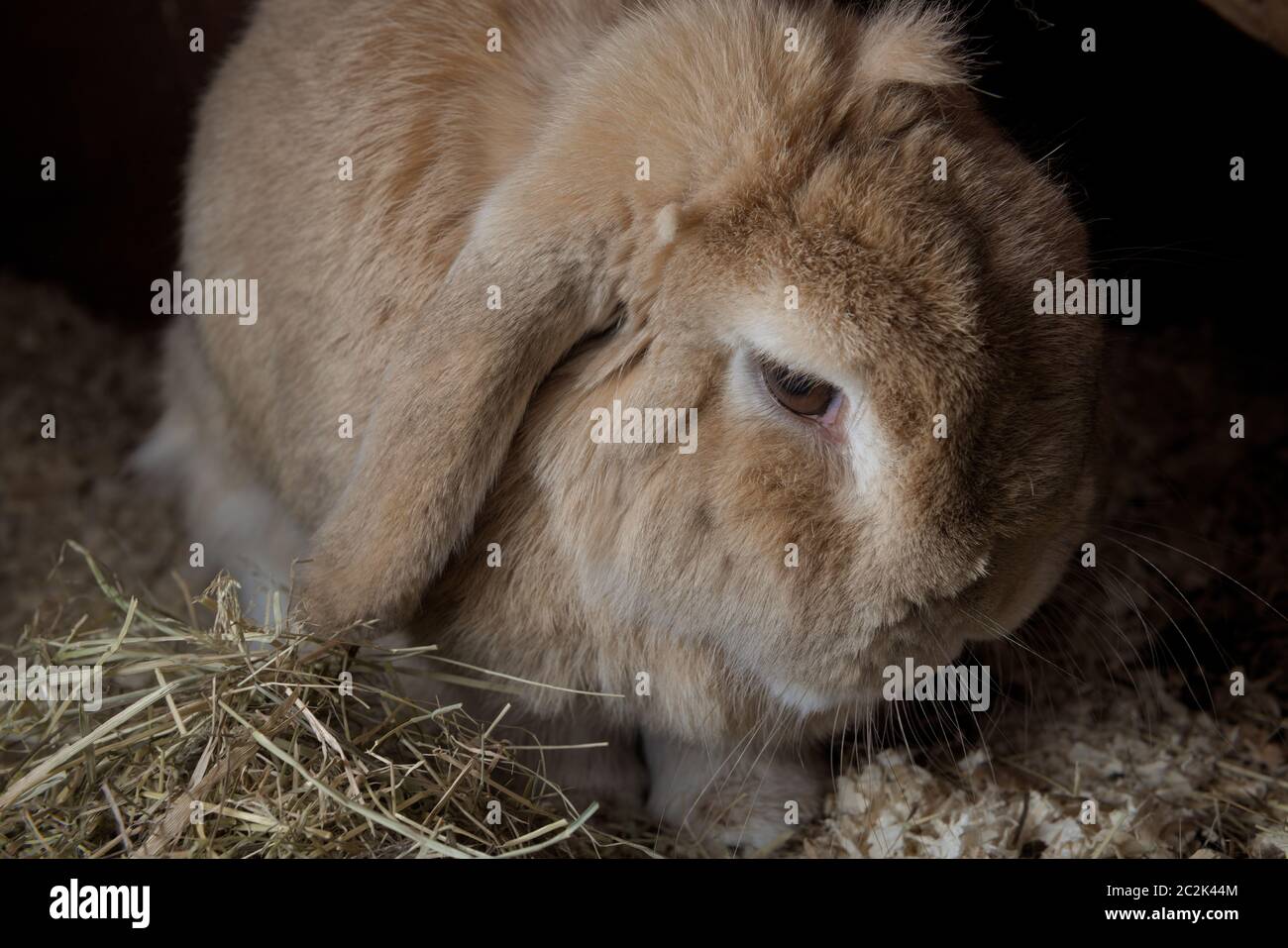 Il coniglio di PET, lop olandese nana, siede tra segatura e fieno. Appare una moodia con uno sfondo scuro dal flash. Guardando verso il basso e di lato. Foto Stock