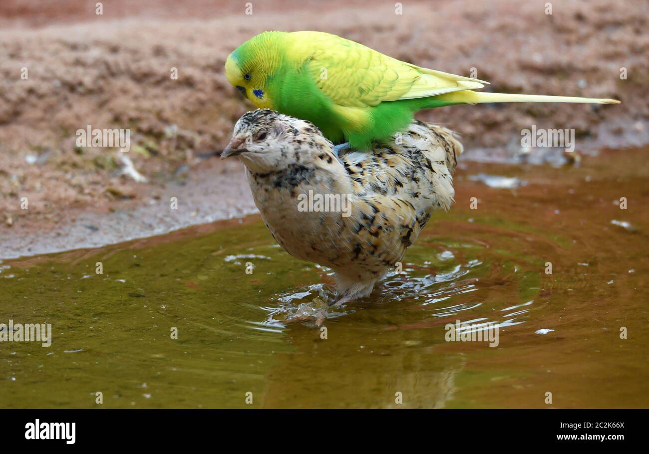 Budgerigar corre una quaglia Foto Stock