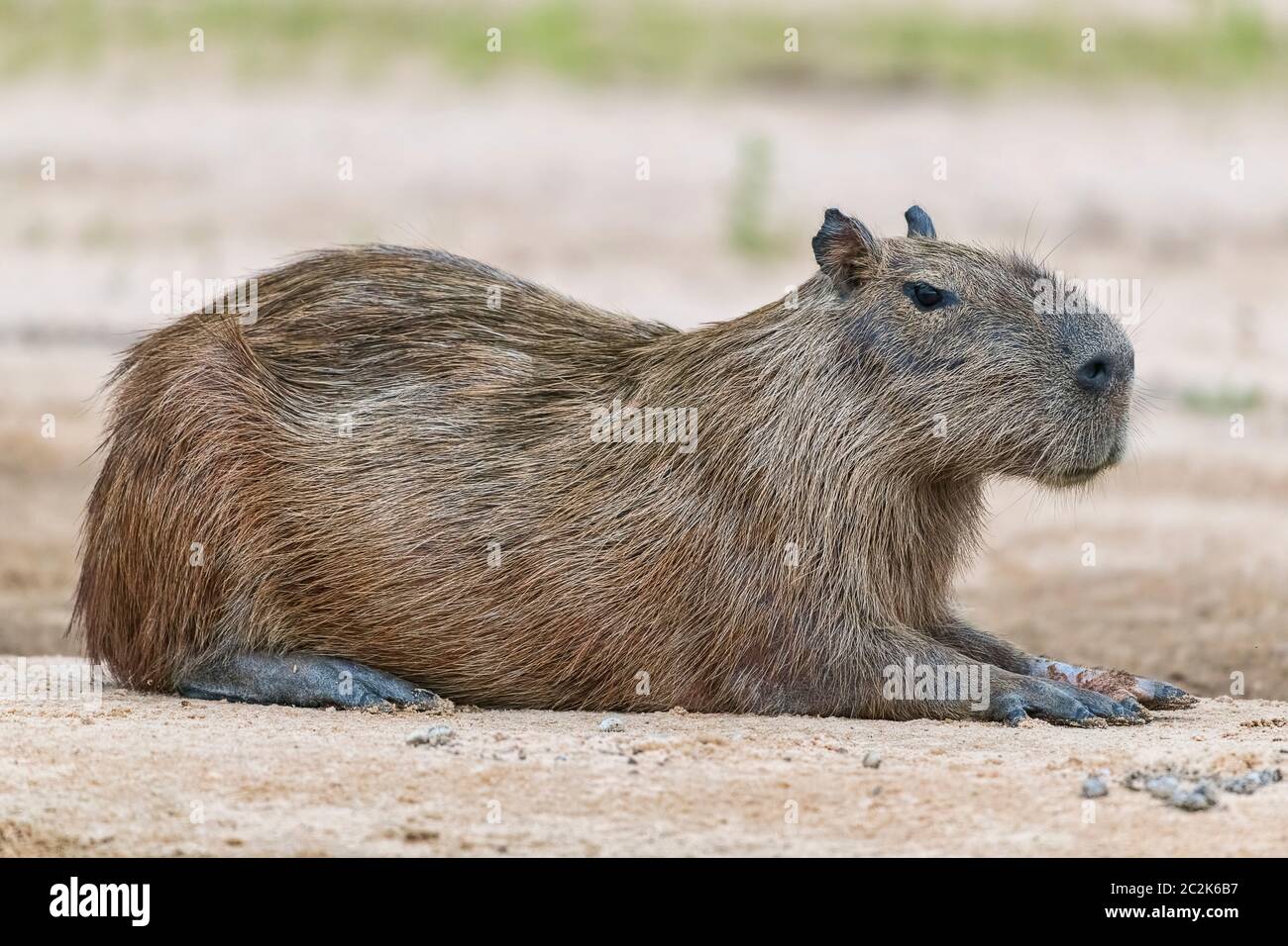 Capybara oder Wasserschwein (Hydrochoerus hydrochaeris) ruht entspannt auf einer sandbank, Pantanal, Mato Grosso, Brasilien Foto Stock