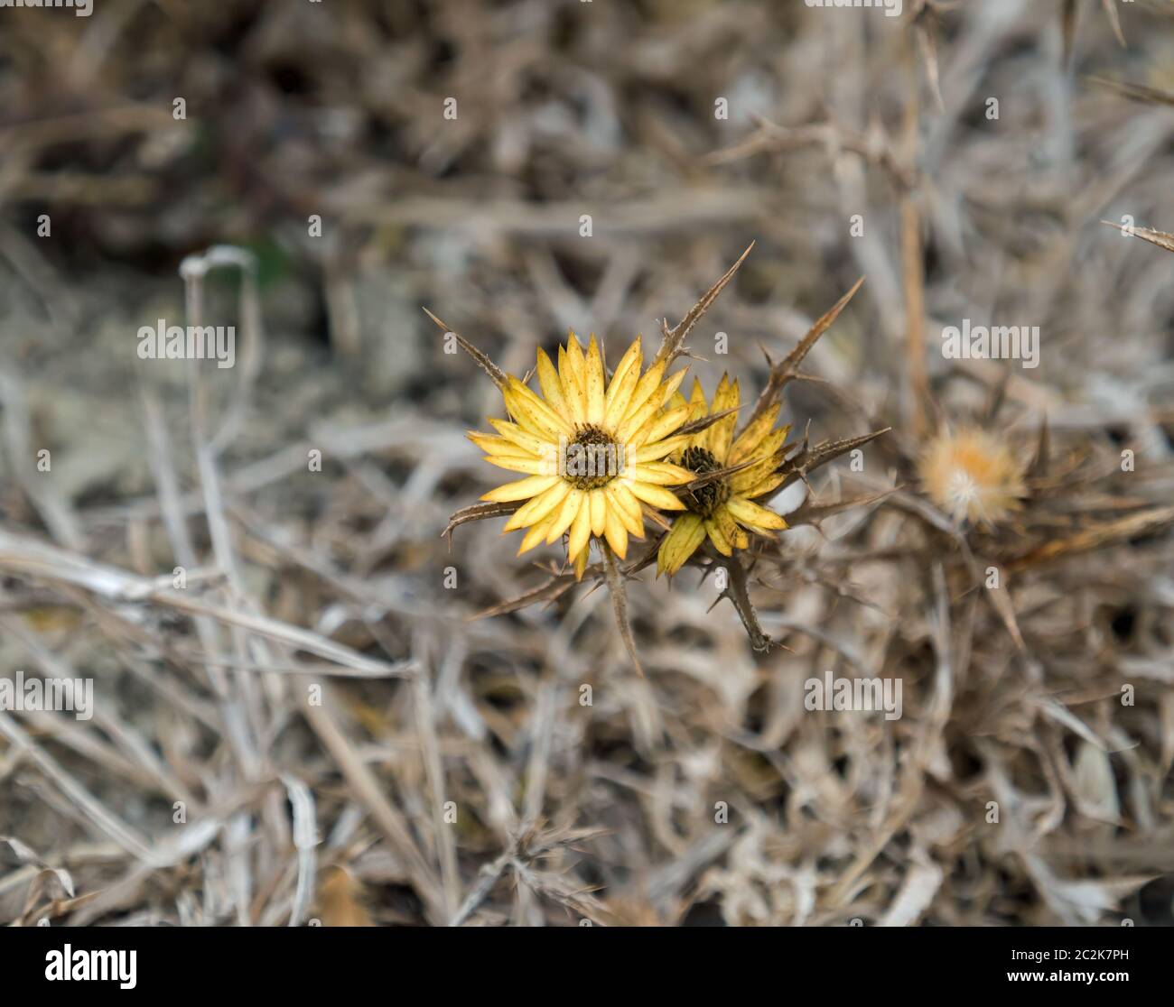 Carlina racemosa thistle in Andalusia nel mese di settembre. Foto Stock