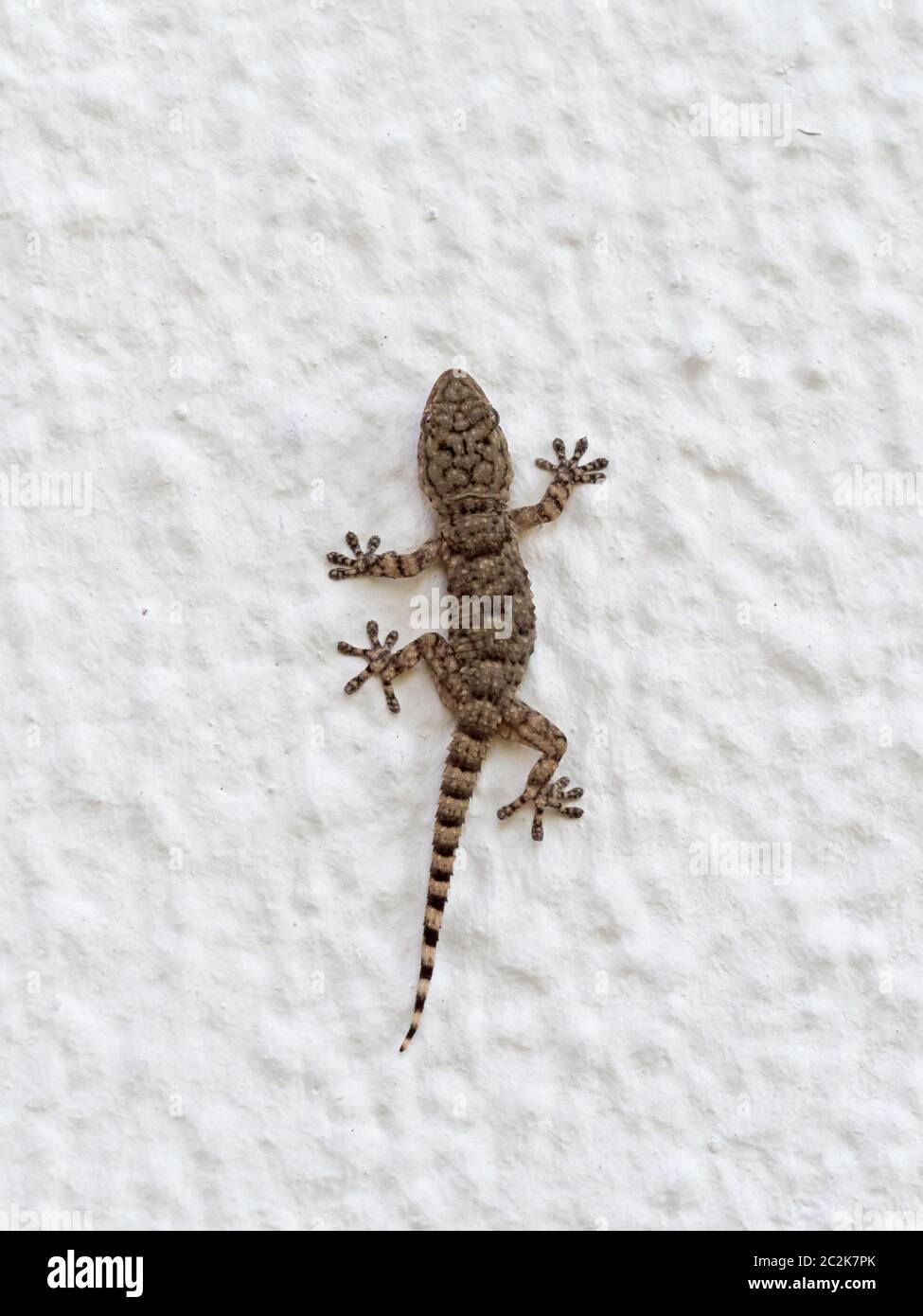 Giovani Mediterranean House Gecko sulla parete a Tarifa, Andalusia. Foto Stock