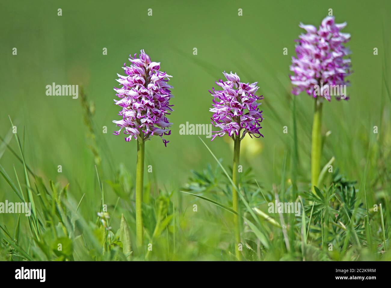 Monkey-knabenkraut Orchis simia fiorisce sullo Schelinger Kirchberg Foto Stock