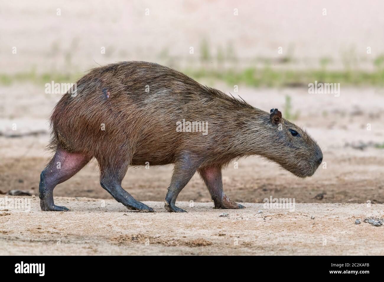 Capybara oder Wasserschwein (Hydrochoerus hydrochaeris) wandert auf einer Sandbankj, Pantanal, Mato Grosso, Brasilien Foto Stock