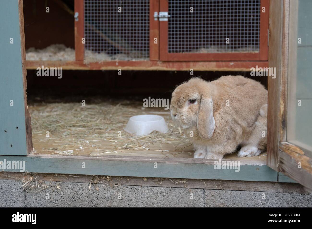 Più vicino in, piccolo marrone chiaro, beige o nana sabbioso olanda lop orecchio coniglio animale domestico guarda fuori da hutch all'interno di un capannone. Tepal e colori arancio hutch. Foto Stock