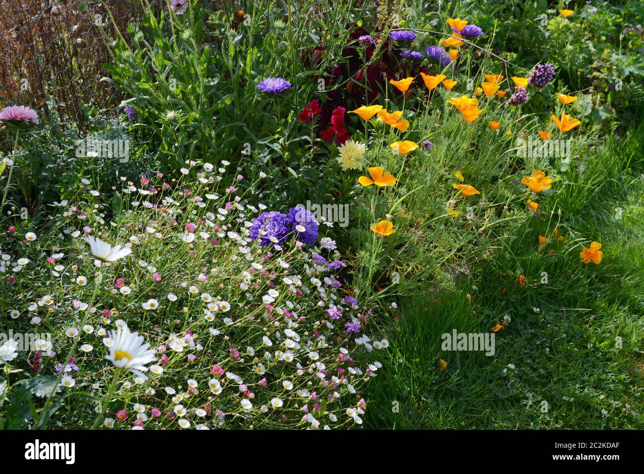 Fiorente letto di fiori estivi Foto Stock