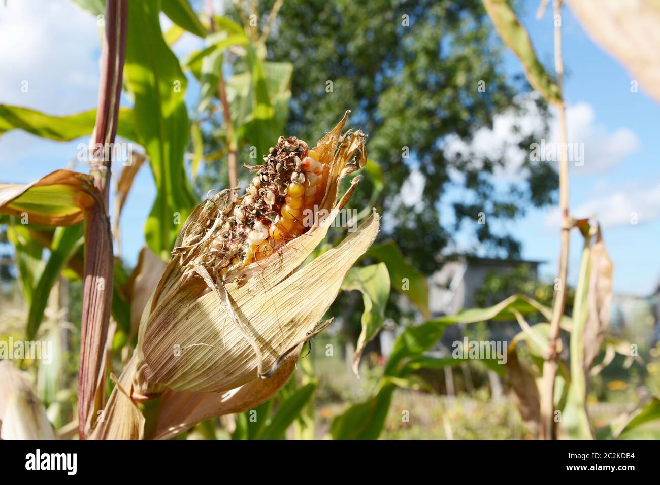 Danneggiato Fiesta indiano di tutoli di mais sulla pianta di mais, niblets mangiato da roditori o uccelli in estate il giardino vegetale Foto Stock