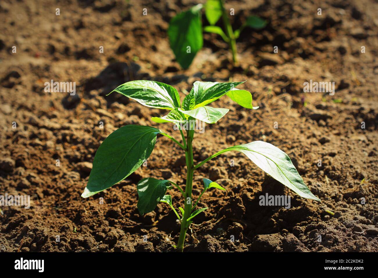 Giovani bell paprika crescono nel giardino. Dolce di piante di pepe . Foto Stock