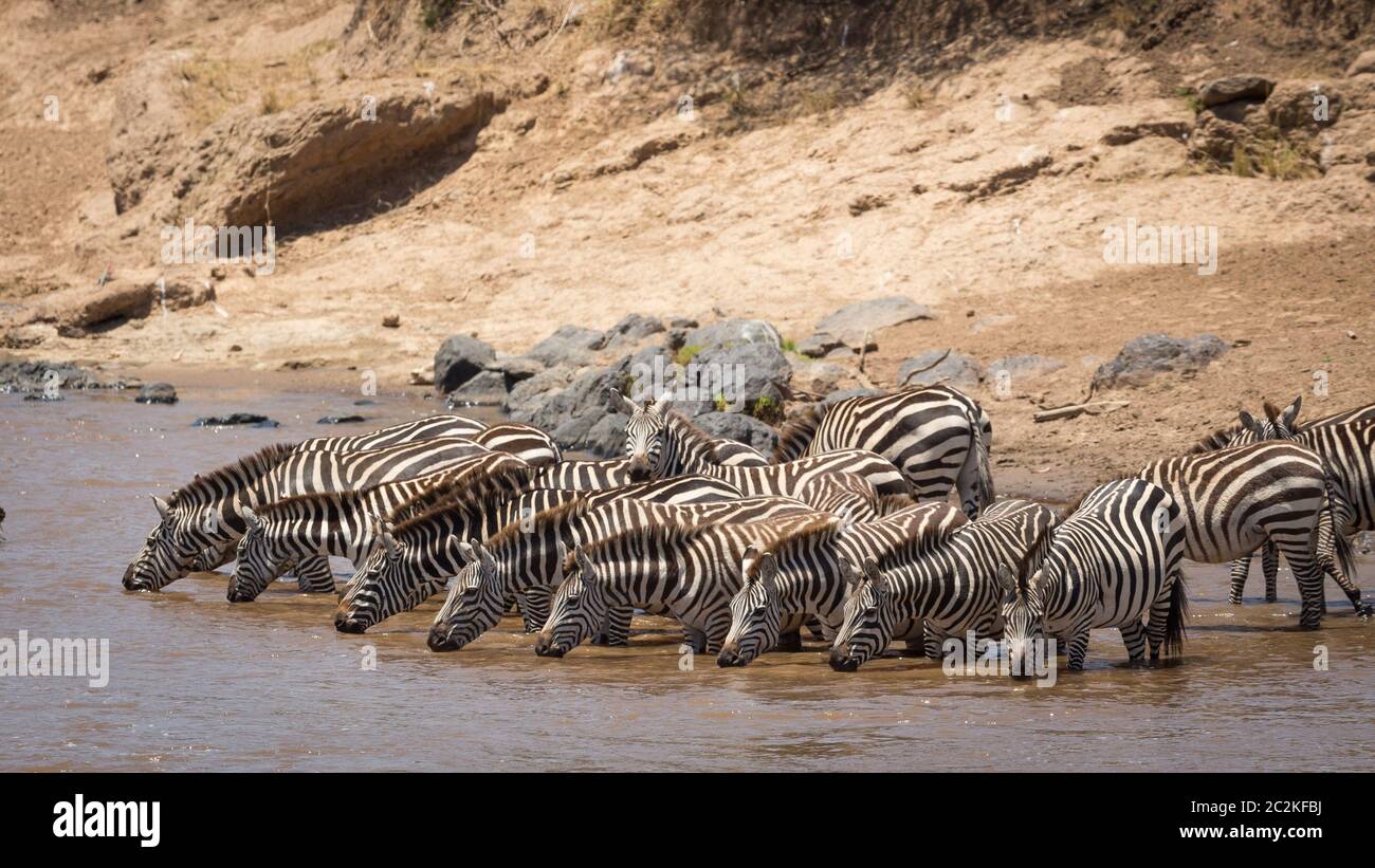 Mandria di zebra in linea al bordo del fiume Mara in Masai Mara Kenya Foto Stock