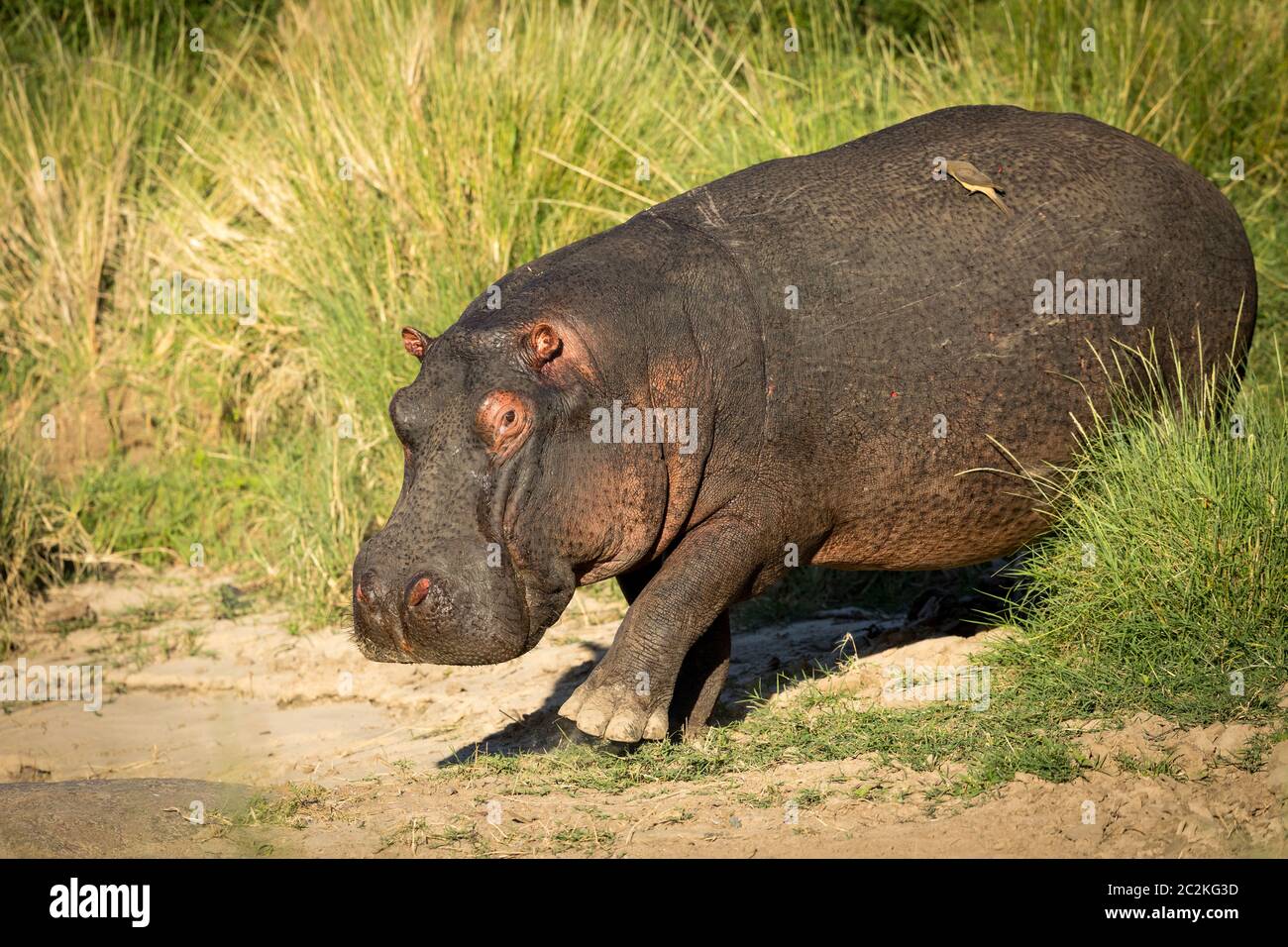 Un ippopotamo adulto che cammina con bue-pecker giallo-fatturato sulla sua schiena bevendo sangue dalla sua ferita aperta in Masai Mara Kenya Foto Stock