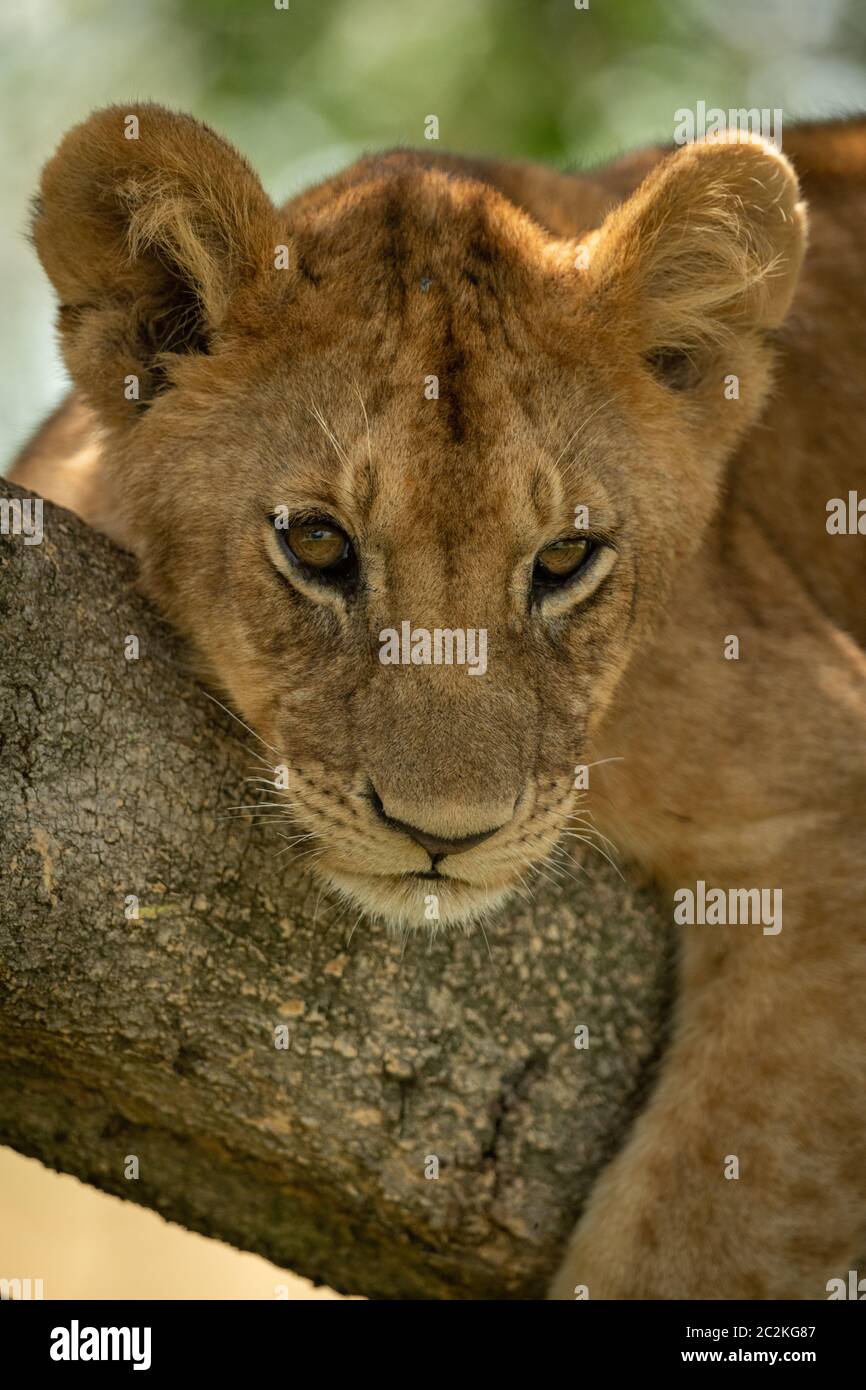Close-up di LION CUB in appoggio sul ramo Foto Stock