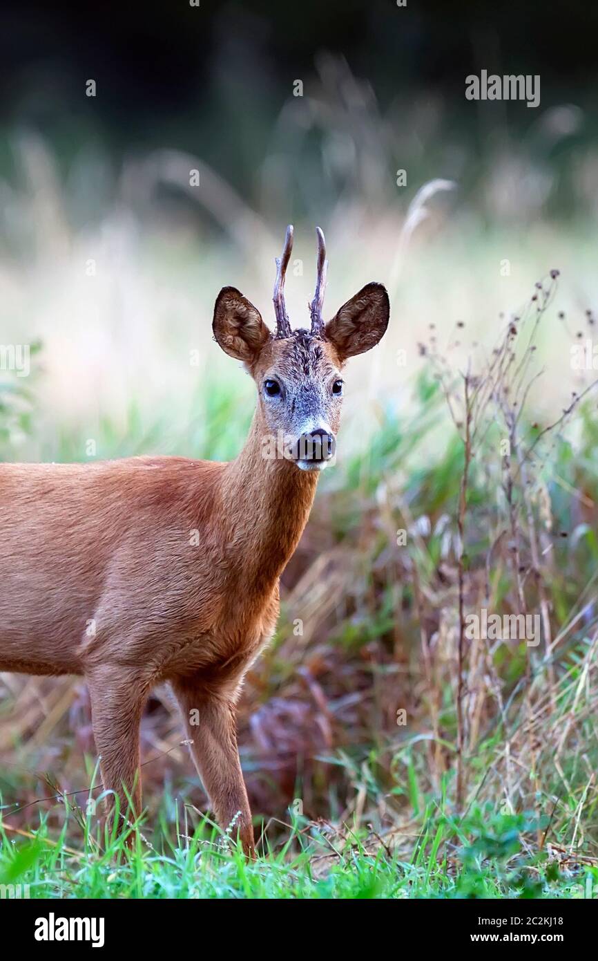 Il Buck cervi in una radura, un ritratto Foto Stock