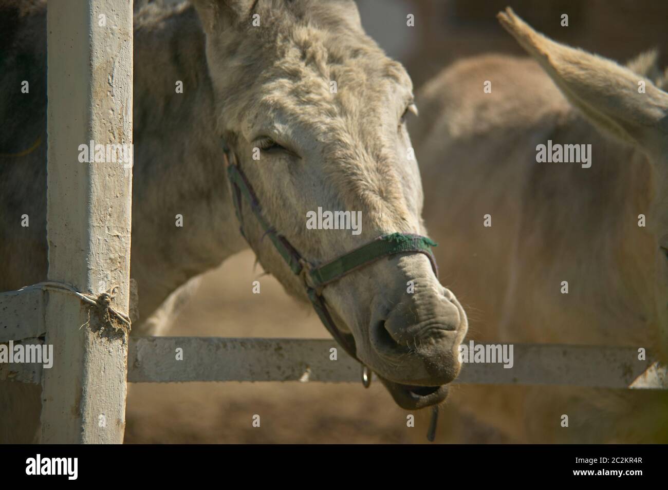 Asino in un allevamento di mangiare da spazzolare l'erba appena al di fuori del recinto. Foto Stock
